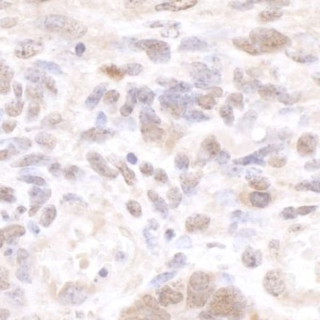 cleavage stimulation factor Antibody 0.1mg; UnlabeledAntibodies